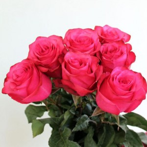 roza lola1